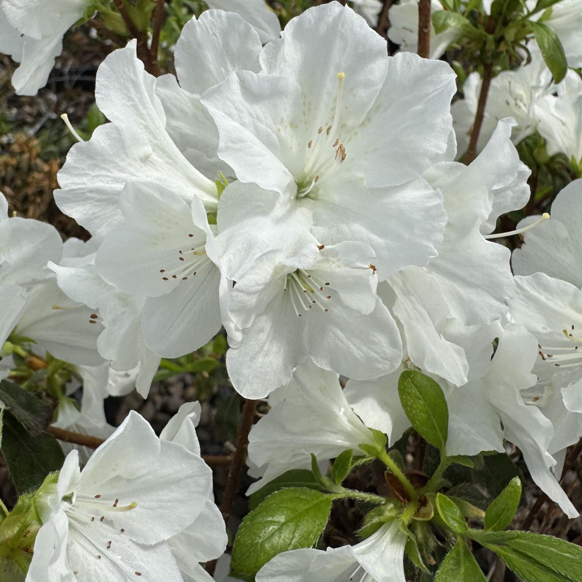 Azalea 'Hino-White' (white)