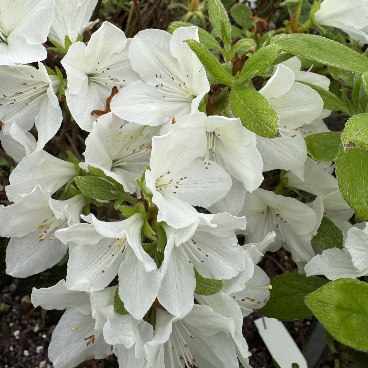 Azalea 'Hino-White' (white)