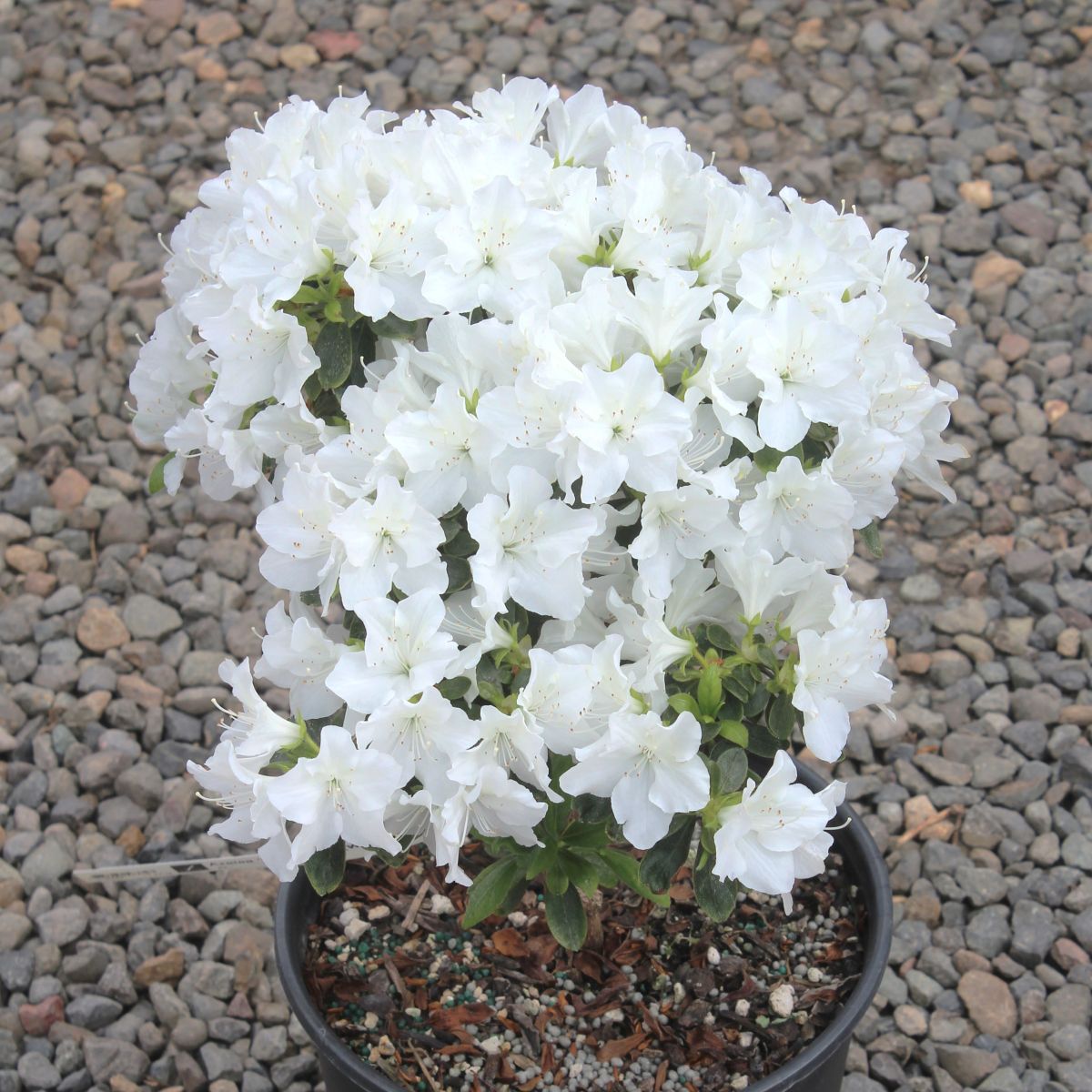 Azalea 'Hino-White' (white)