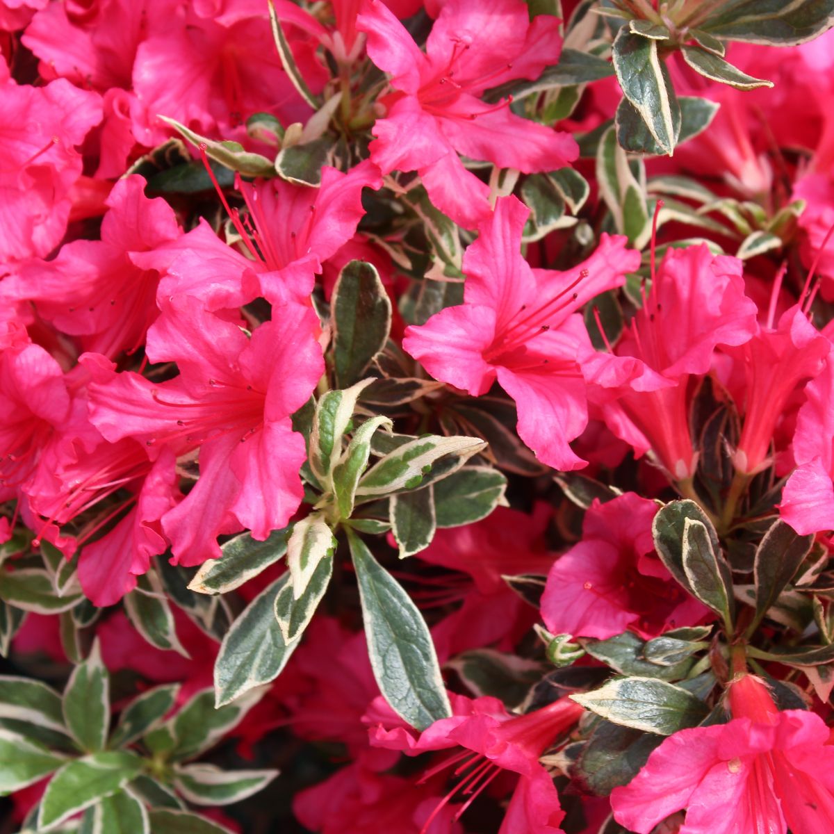 Azalea 'Silver Flame' (variegated)