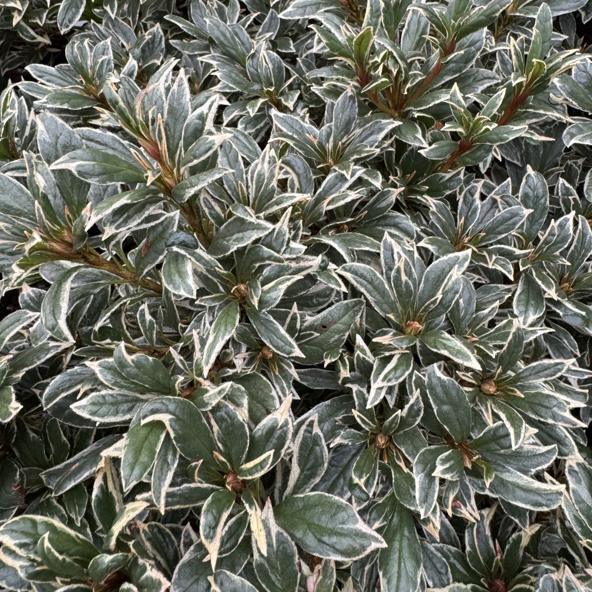 Azalea 'Silver Flame' (variegated)