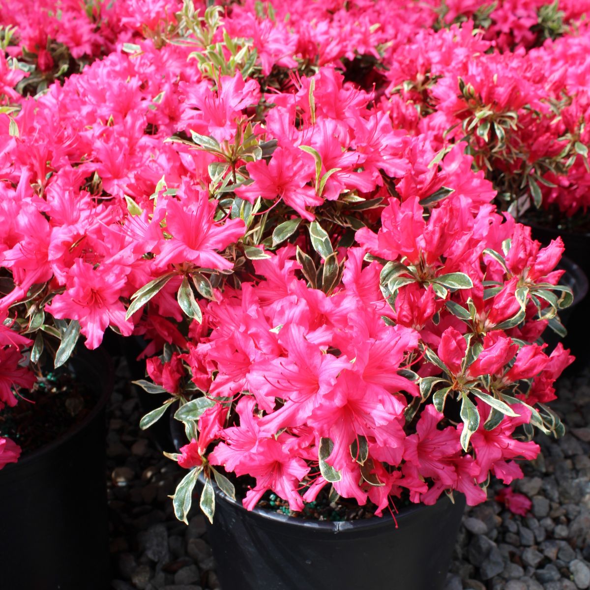 Azalea 'Silver Flame' (variegated)
