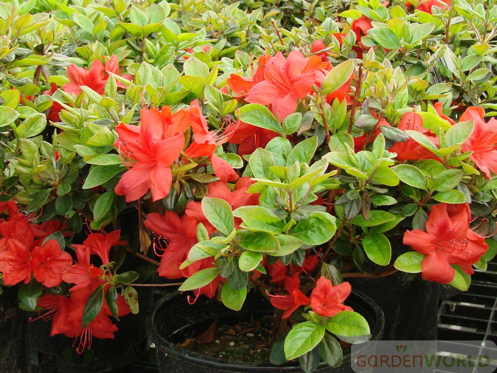 Azalea 'Stewartstonian' (red)
