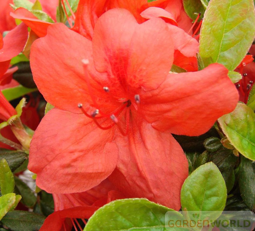 Azalea 'Stewartstonian' (red)
