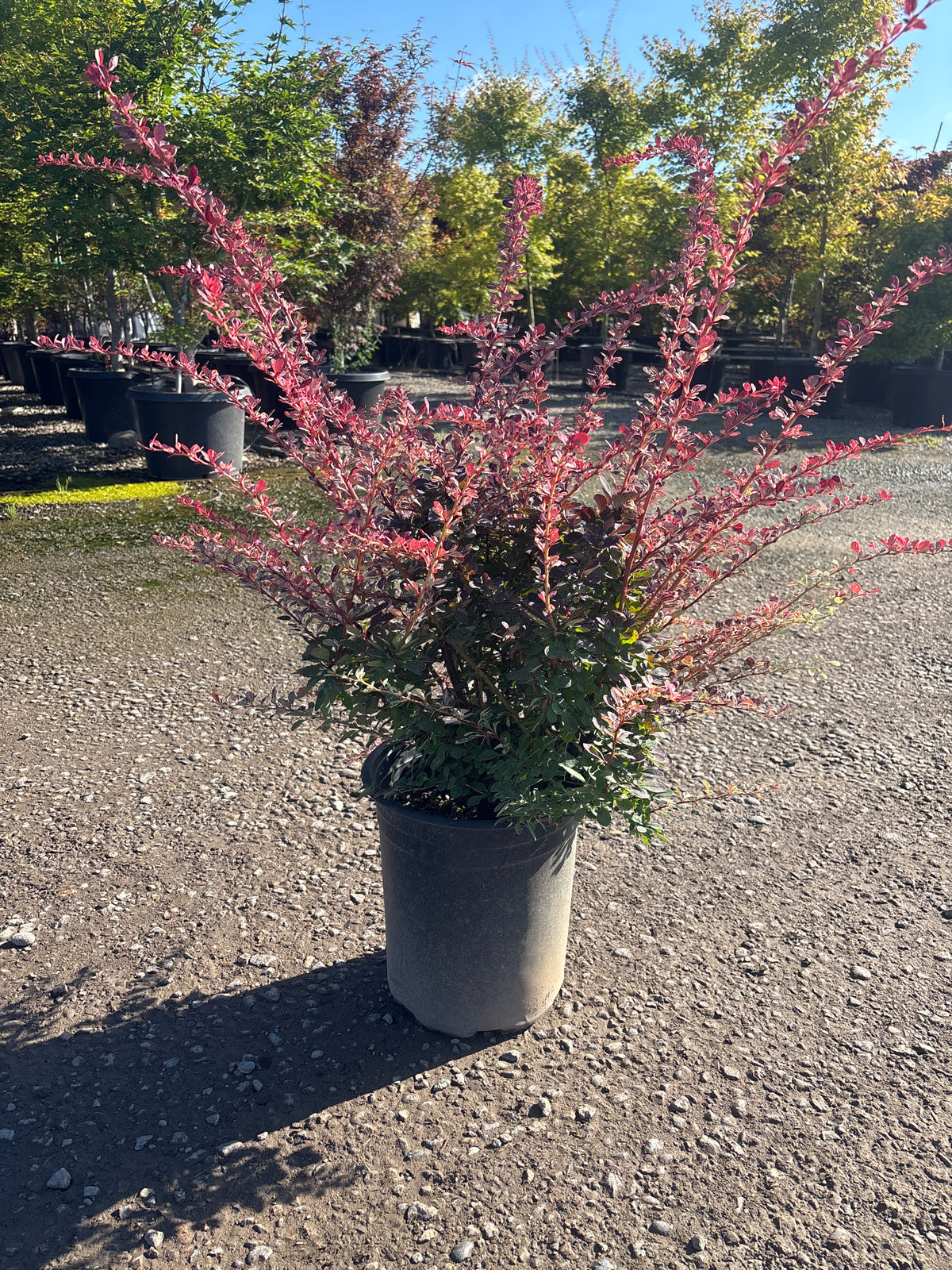 Berberis thunbergii 'Rose Glow'