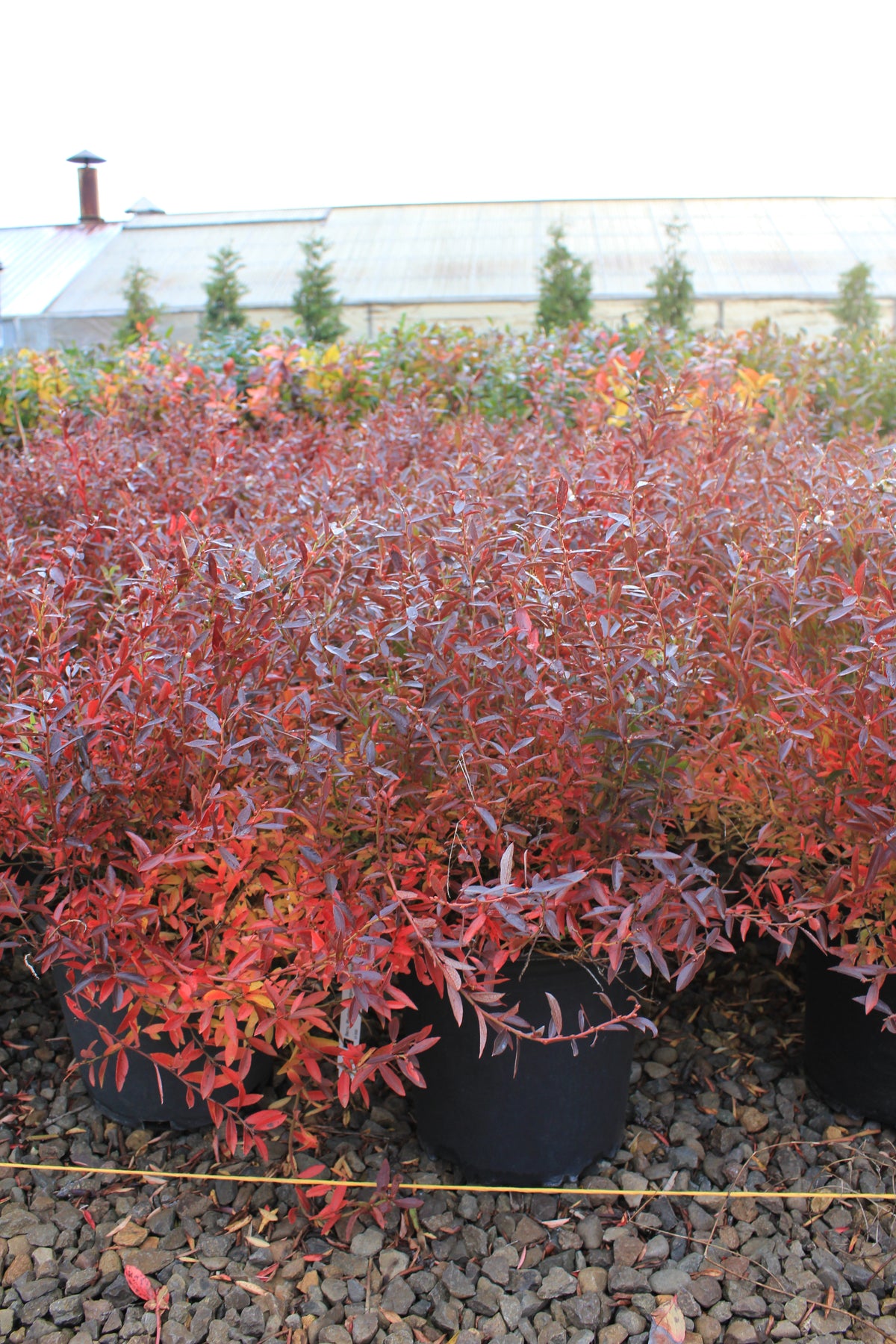 Berry, Blueberry 'Burgundy' (Lowbush/Mid)