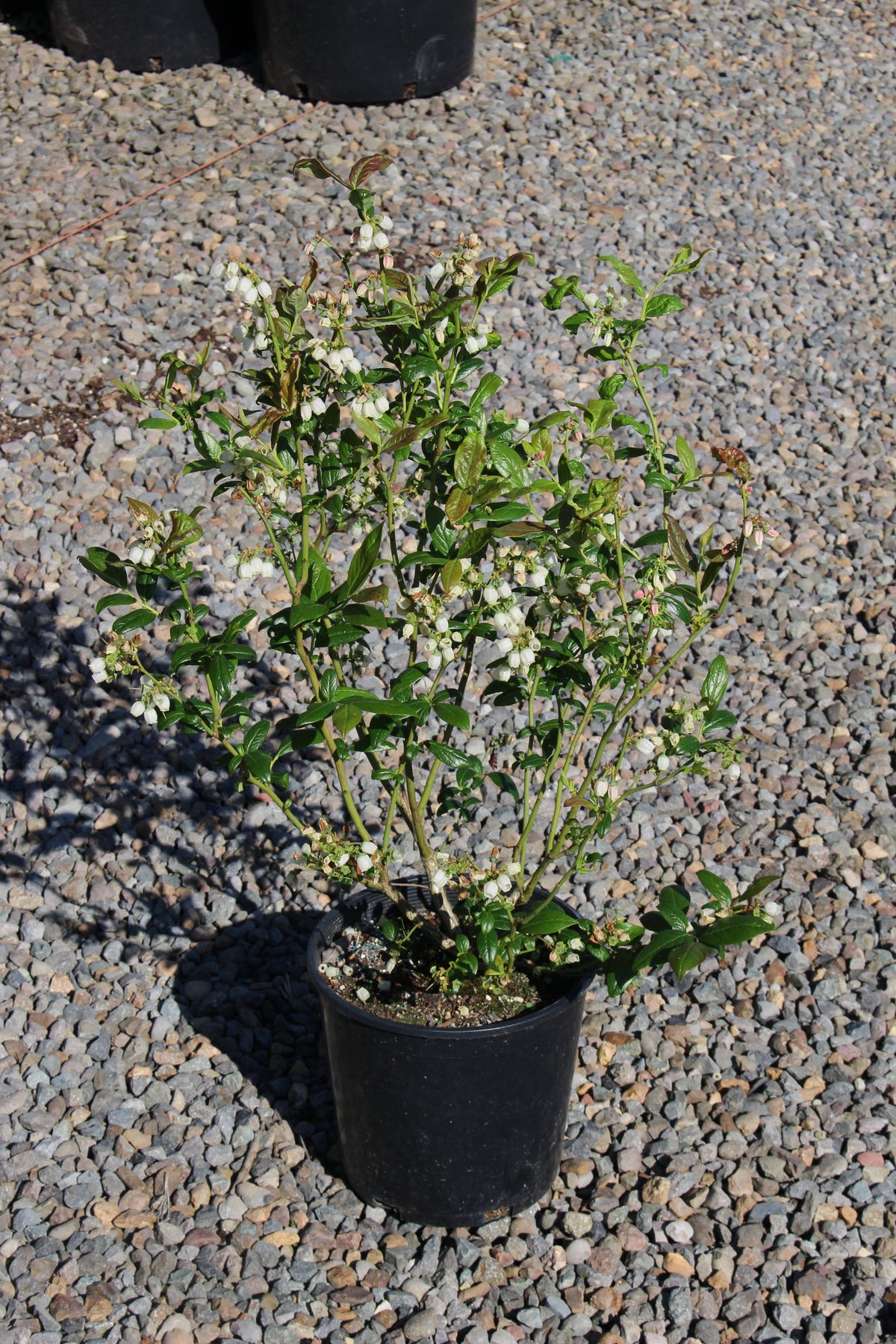 Berry, Blueberry 'Duke' (N.Hyb./Early)