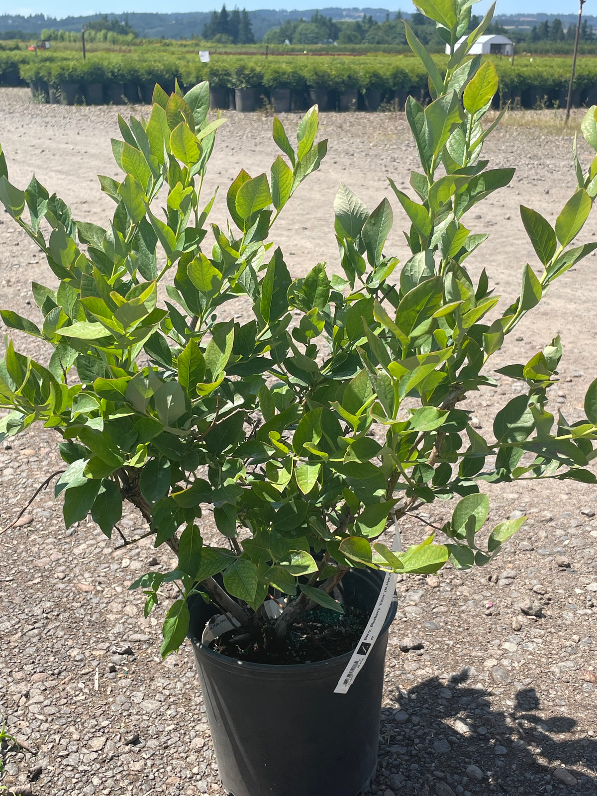 Berry, Blueberry 'Elliot' (N.Hyb./Very Late)