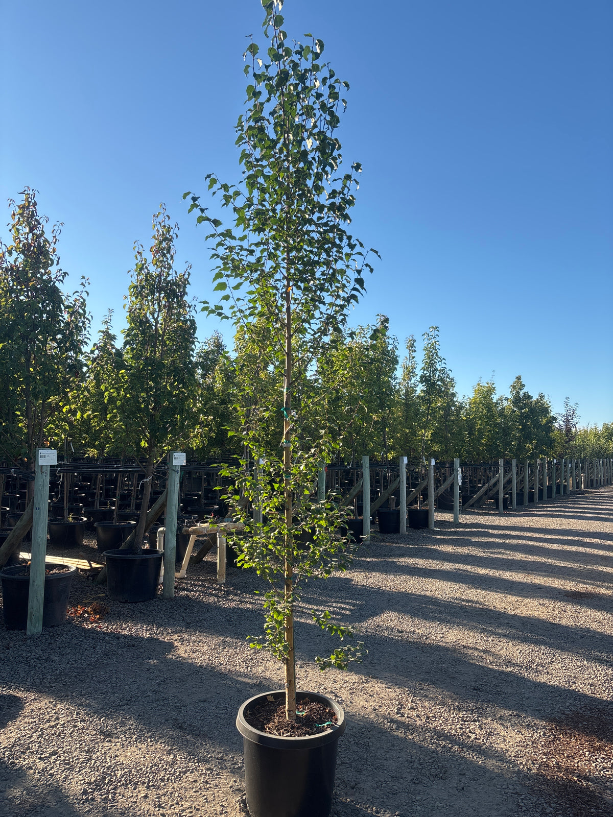 Betula platyphylla "Dakota Pinnacle'® Columnar