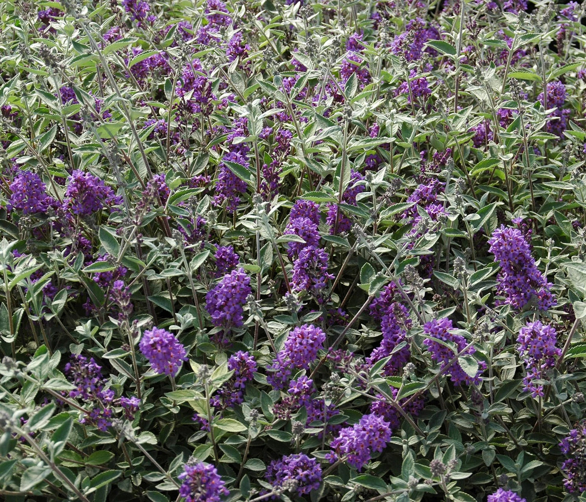Buddleia Flutter P. Blue Heaven