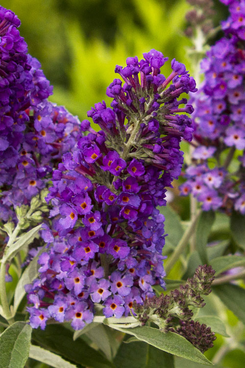 Buddleia x 'Asian Moon'