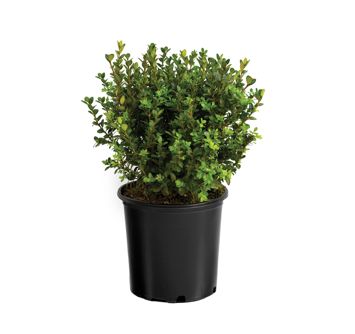 Buxus m. 'Little Missy' PP24703