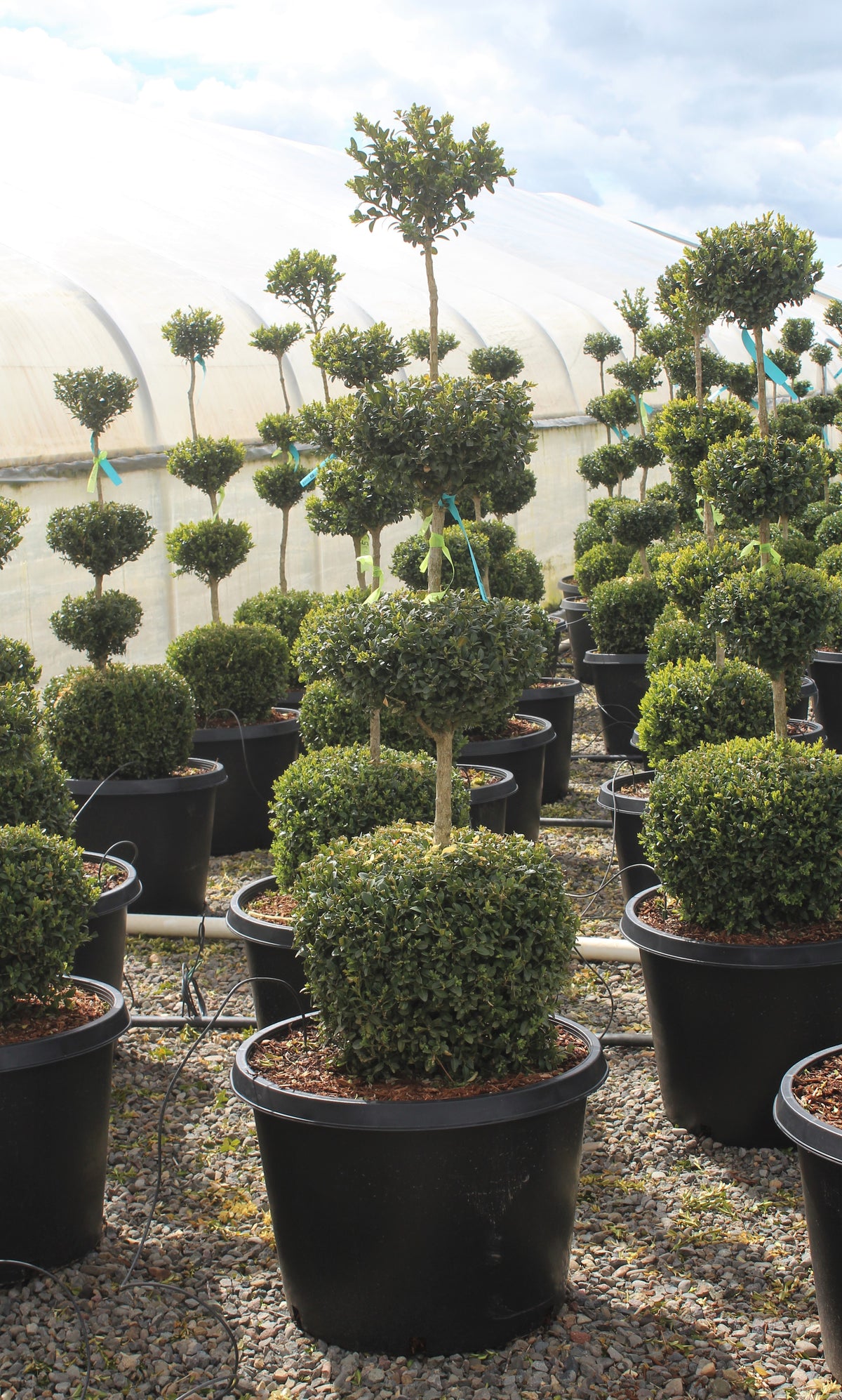 Buxus sempervirens, 4 Ball