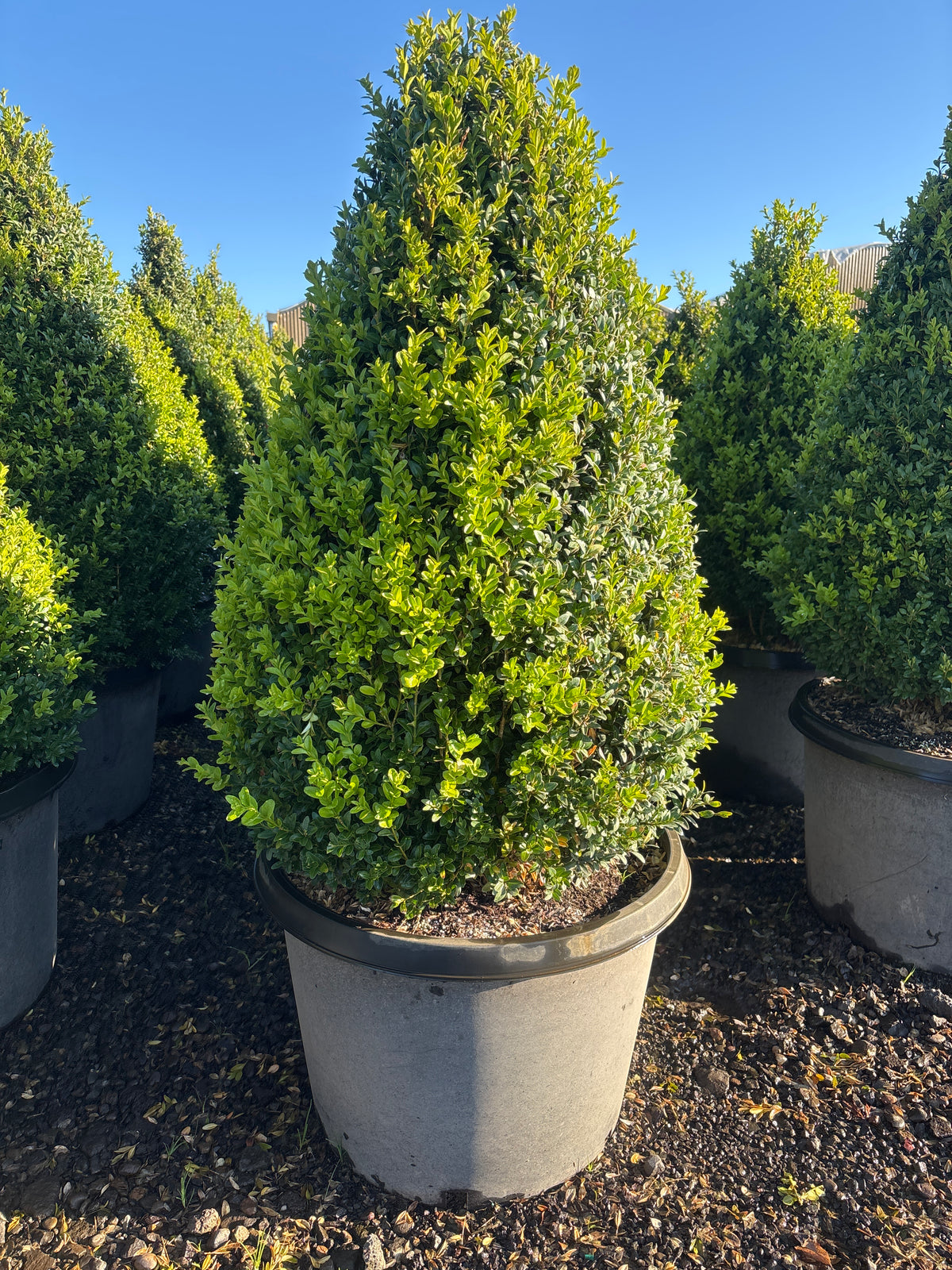 Buxus sempervirens, Pyramid