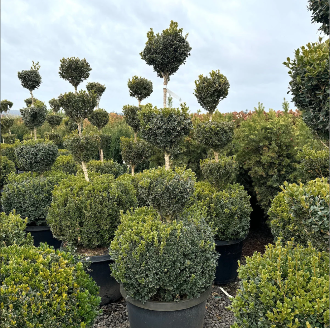 Buxus x 'Green Mountain', 4 Ball