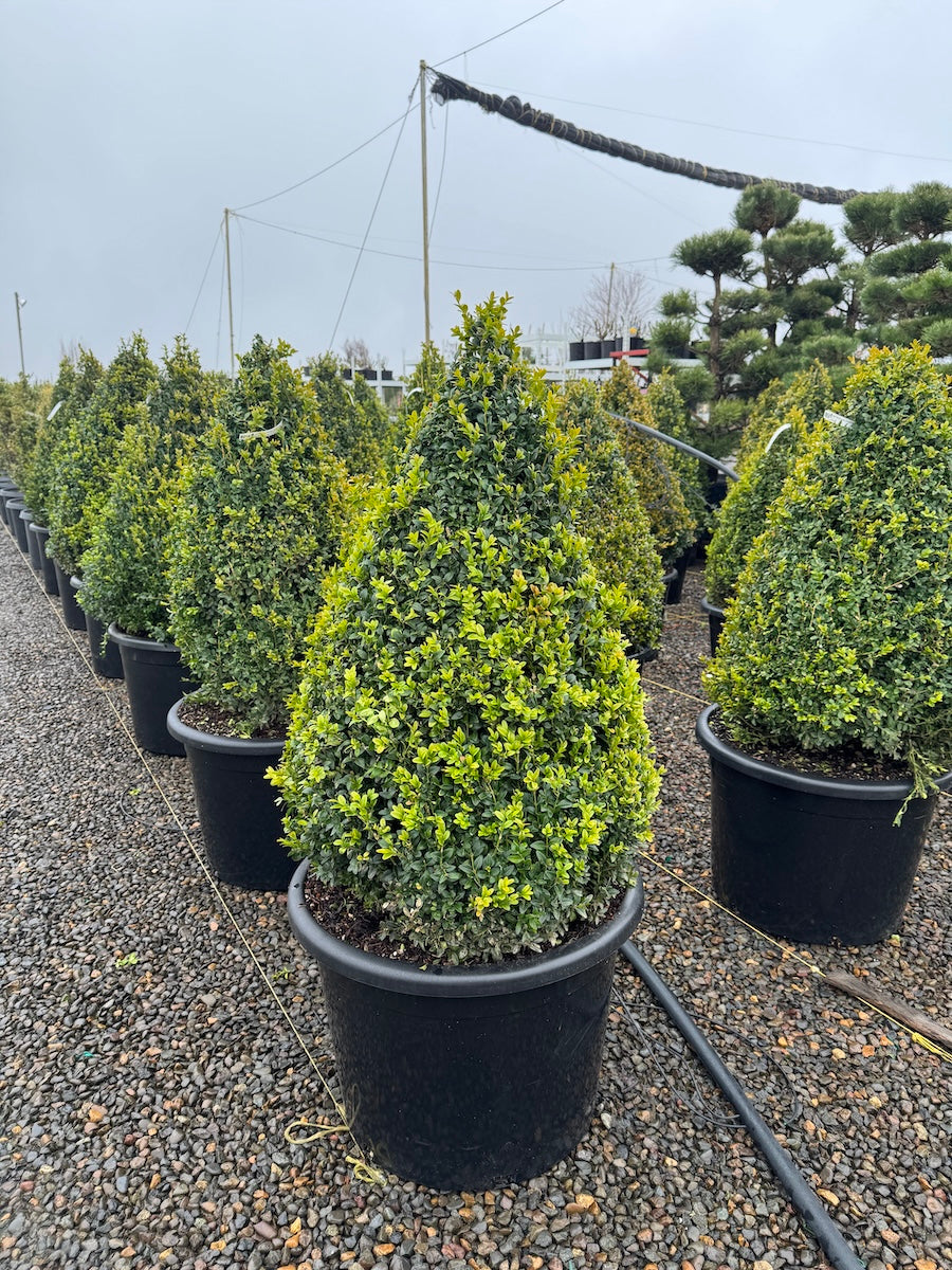 Buxus x 'Green Mountain', Pyramid