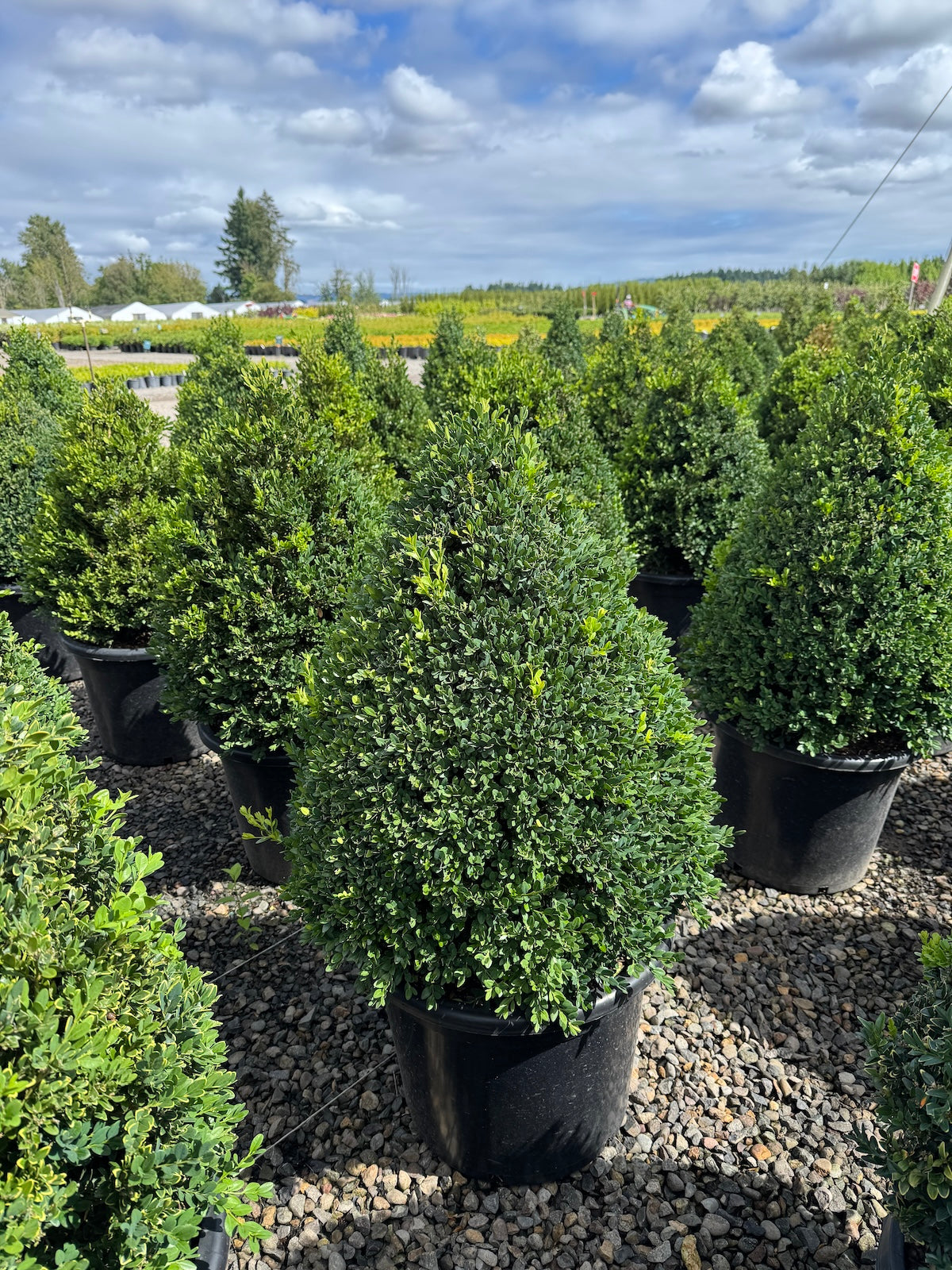 Buxus x 'Green Mountain', Pyramid