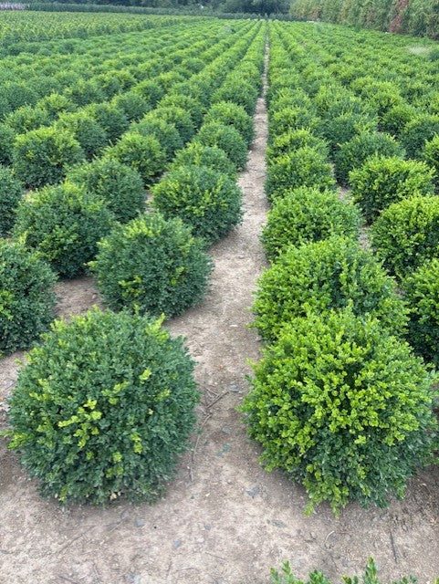 Buxus x 'Green Velvet', Globe