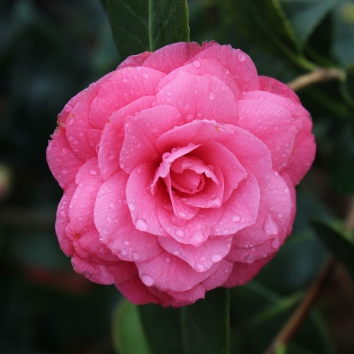 Camellia jap. 'April Kiss' (pink)