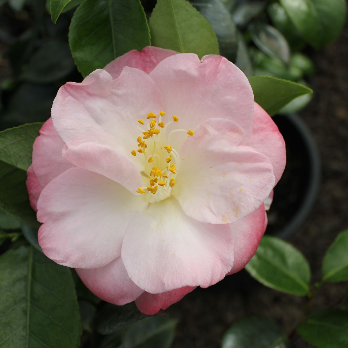 Camellia jap. 'April Remembered' (pink)
