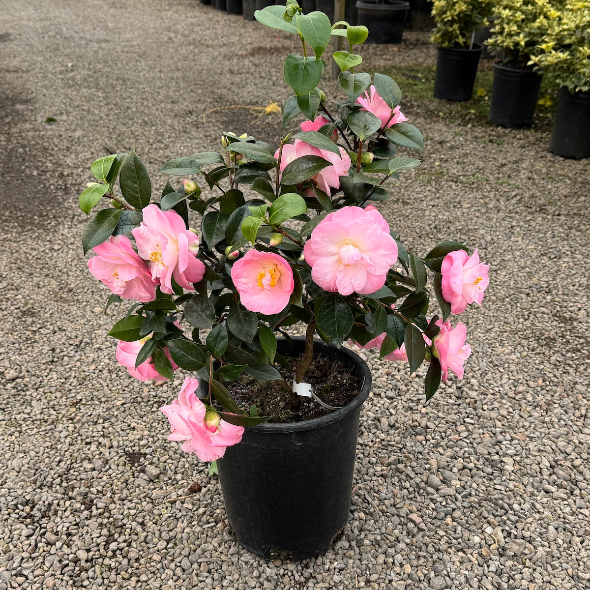 Camellia jap. 'April Remembered' (pink)