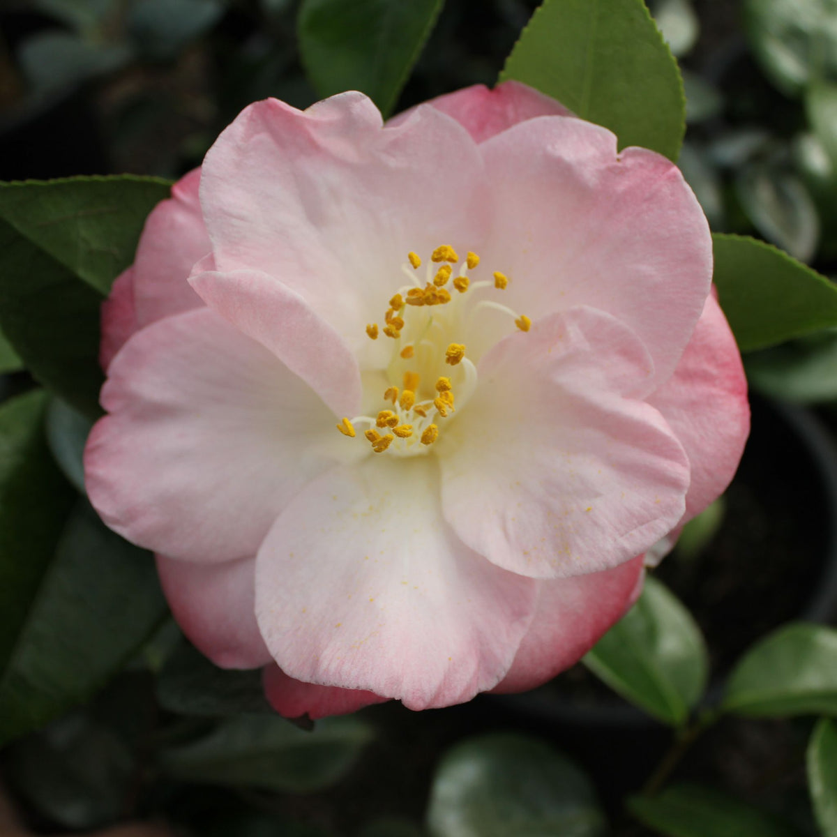 Camellia jap. 'April Remembered' (pink), ESPALIER