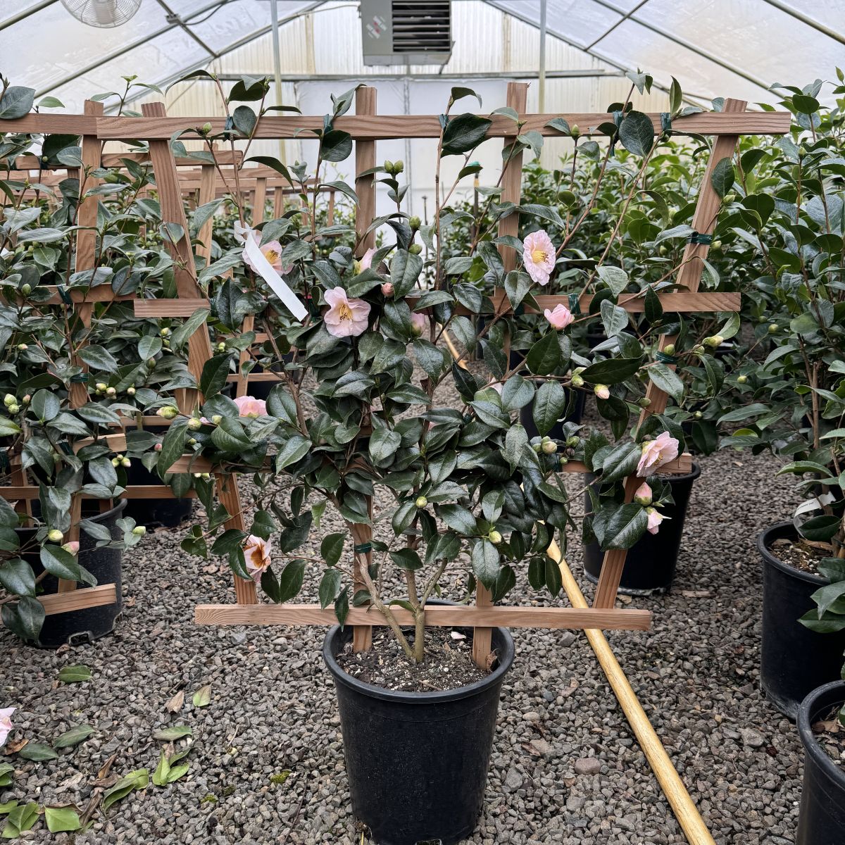 Camellia jap. 'April Remembered' (pink), ESPALIER