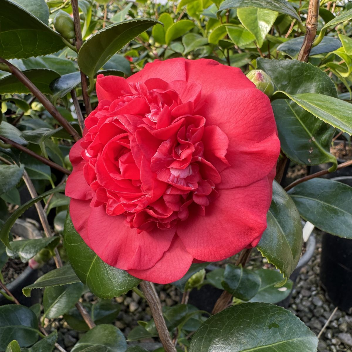 Camellia jap. 'April Tryst' (red)