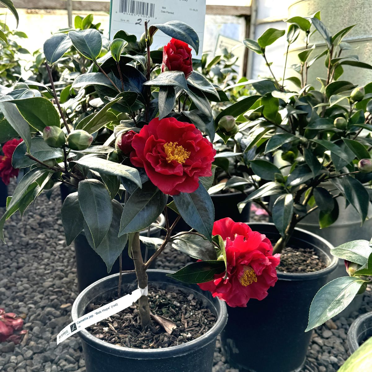 Camellia jap. 'Bob Hope' (red)