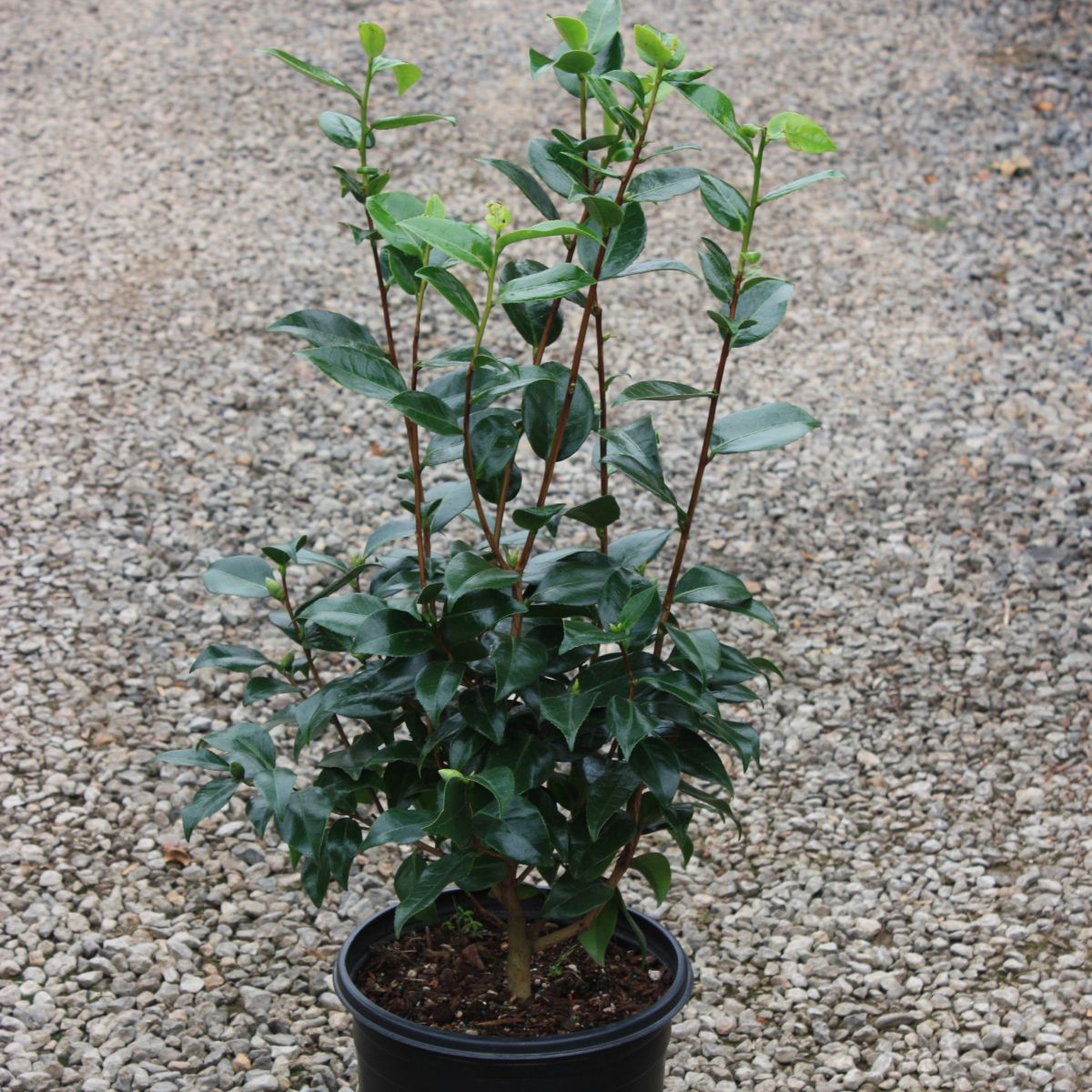 Camellia jap. 'Bob Hope' (red)