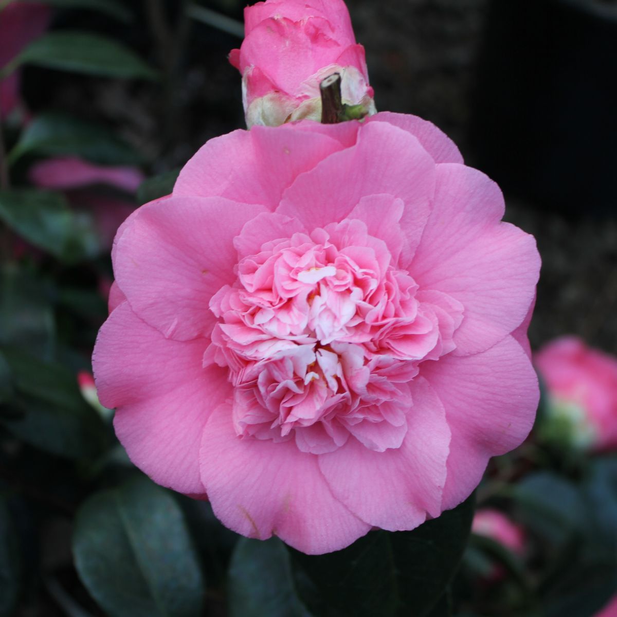 Camellia jap. 'Chandleri Elegans' (pink)