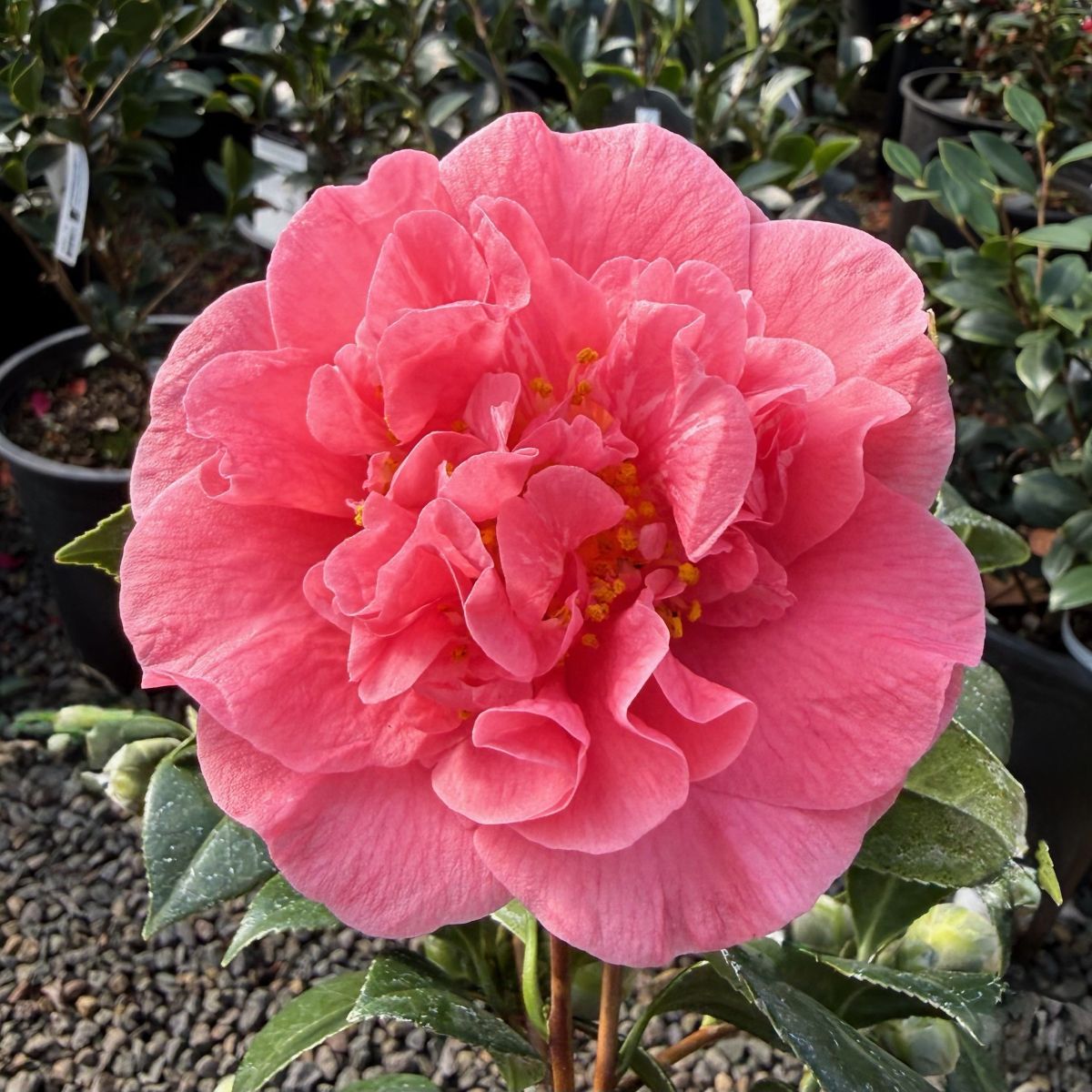 Camellia jap. 'Chandleri Elegans' (pink)