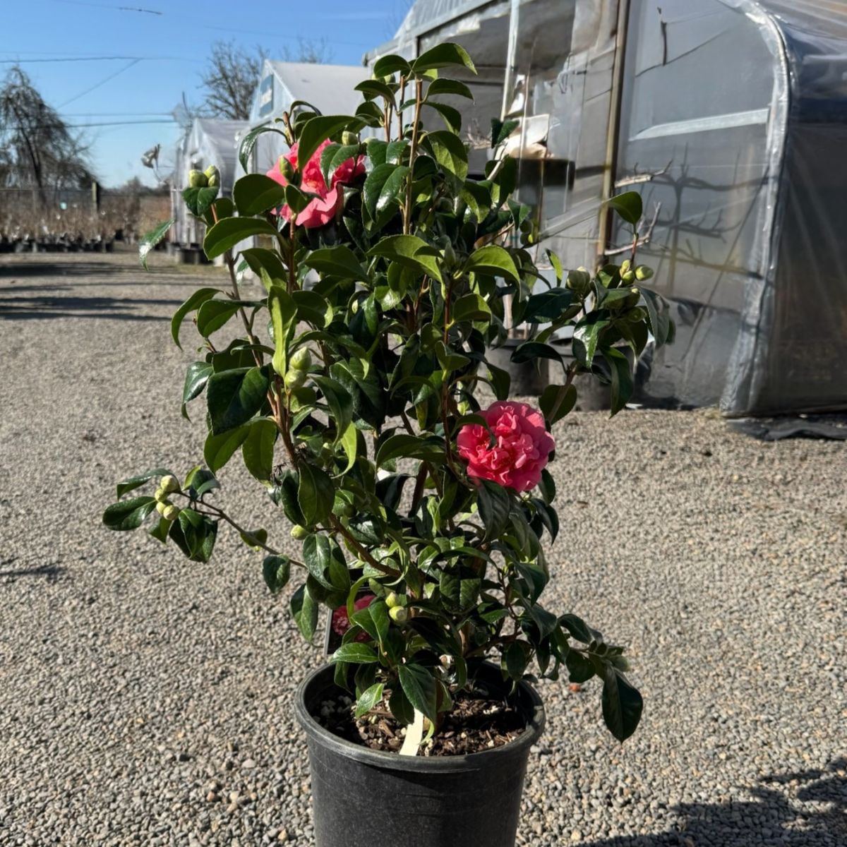 Camellia jap. 'Chandleri Elegans' (pink)