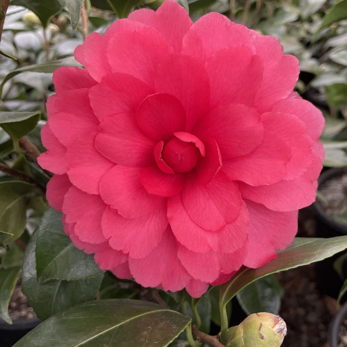 Camellia jap. 'Colonel Firey' (red)