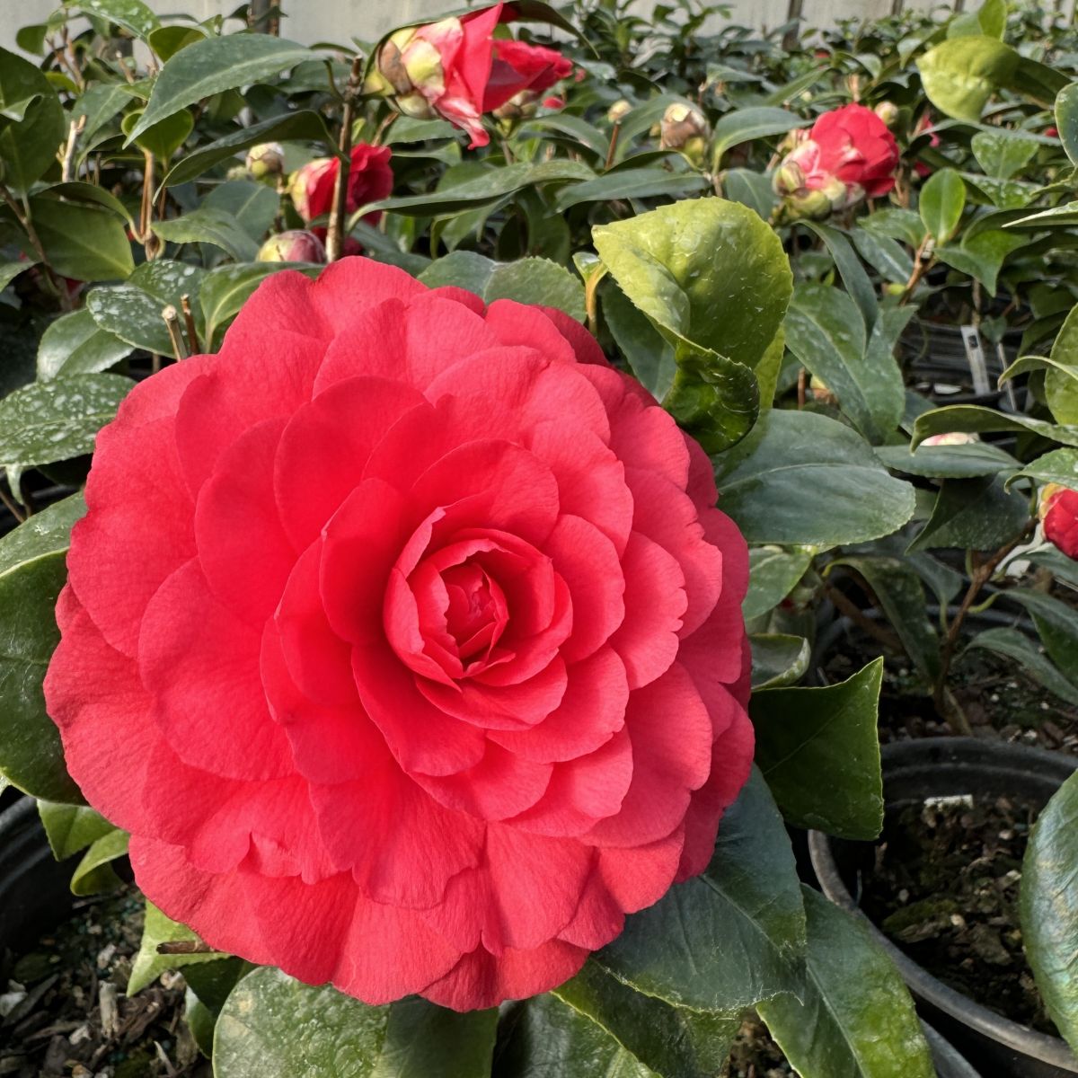 Camellia jap. 'Colonel Firey' (red)
