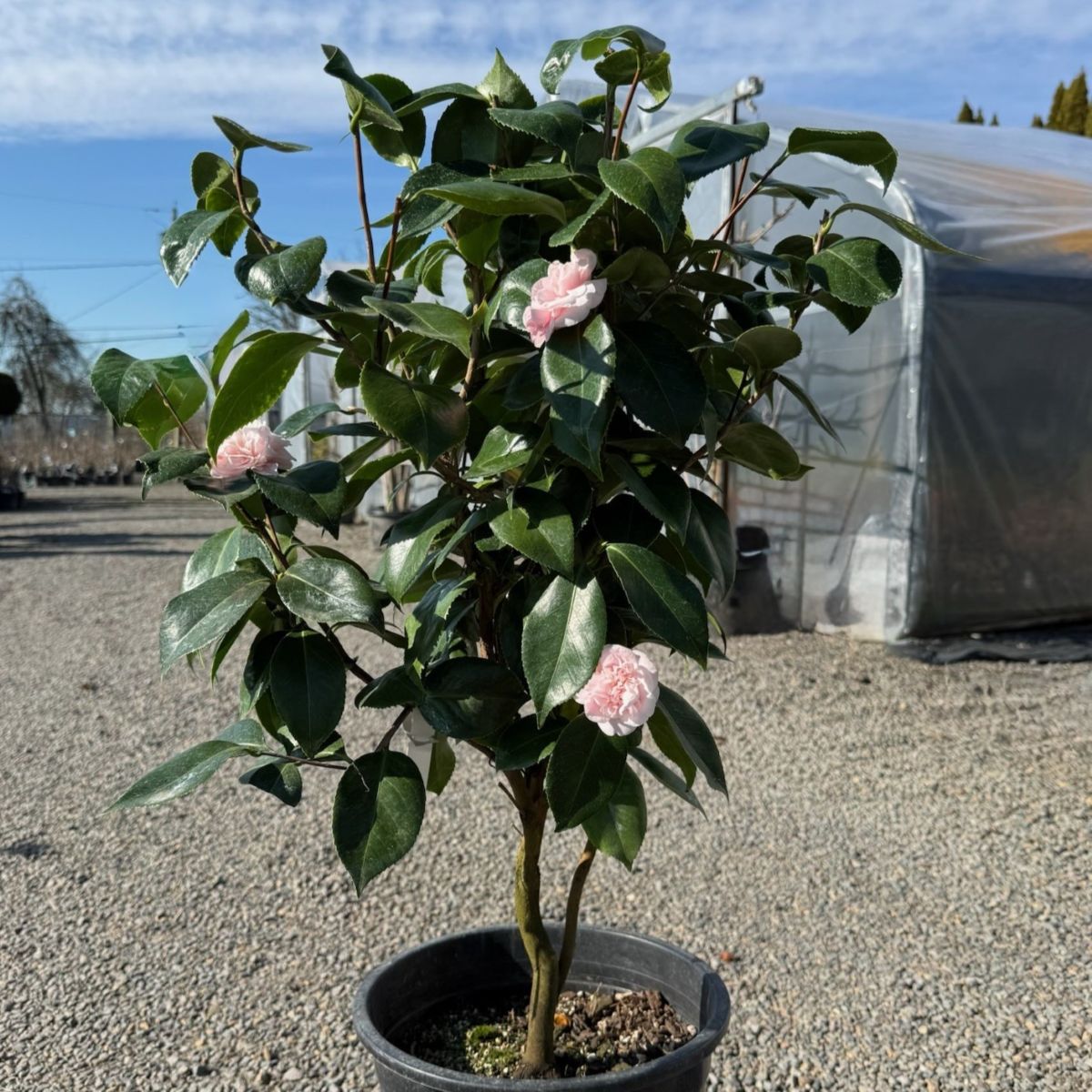Camellia jap. 'Debutante' (pink)