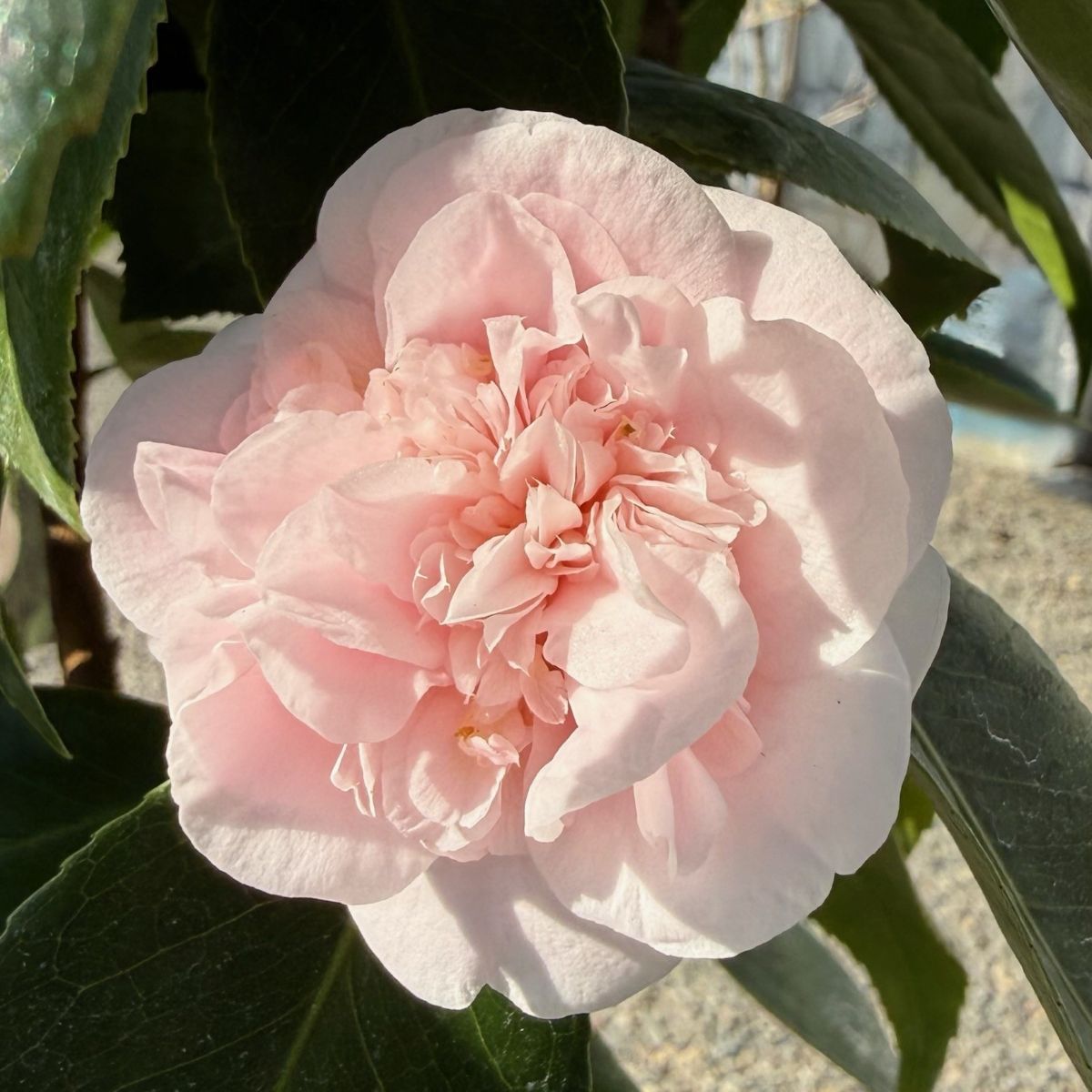 Camellia jap. 'Debutante' (pink)
