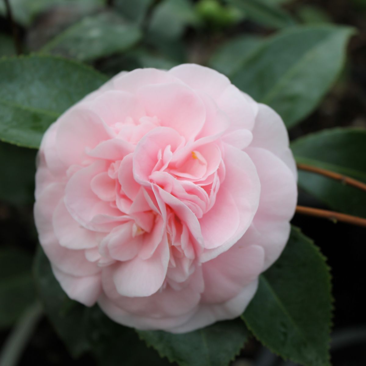 Camellia jap. 'Debutante' (pink), ESPALIER