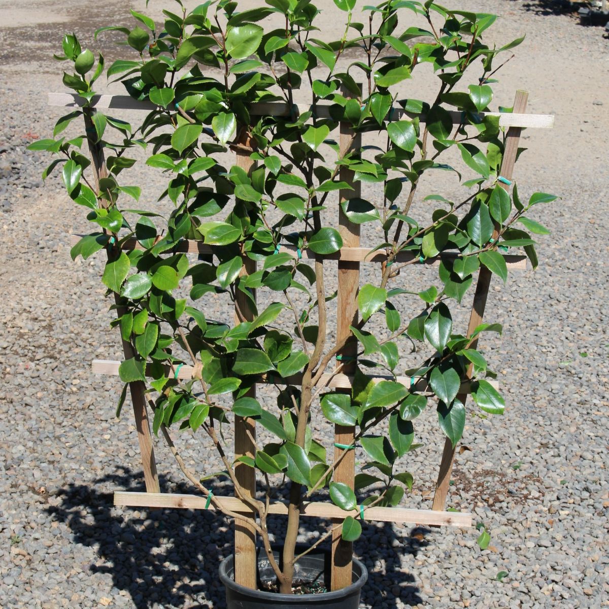 Camellia jap. 'Debutante' (pink), ESPALIER
