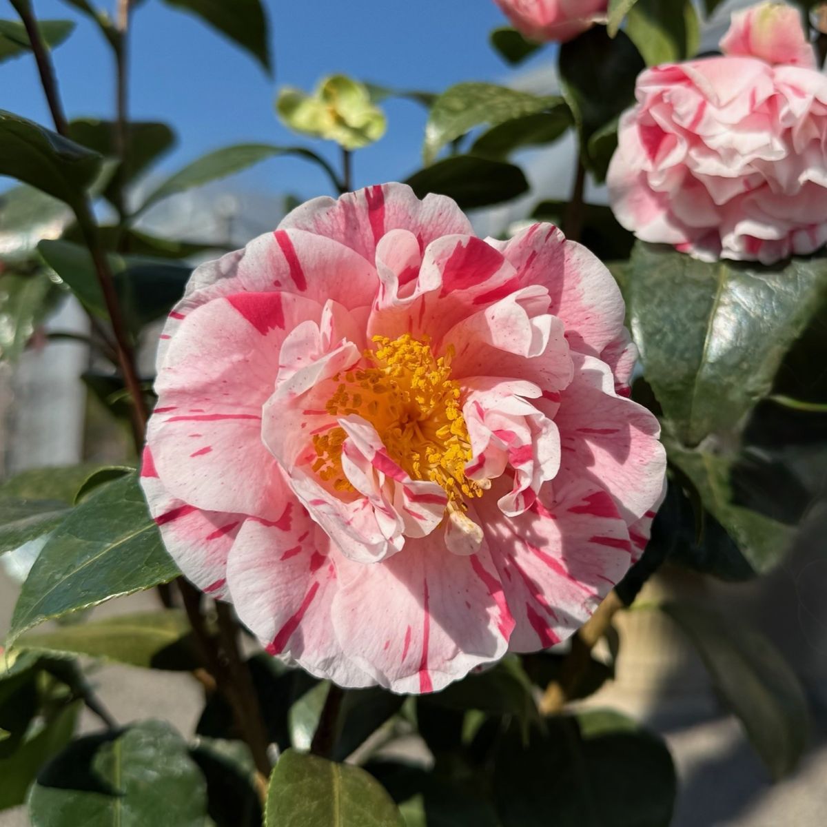 Camellia jap. 'Eleanor McCown' (white/pink)