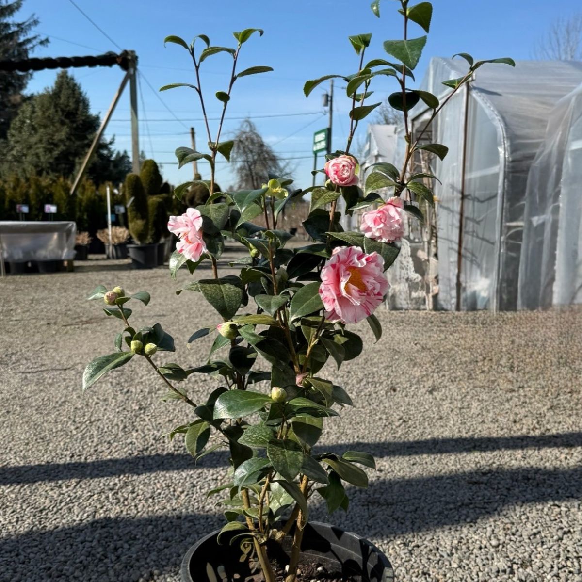 Camellia jap. 'Eleanor McCown' (white/pink)