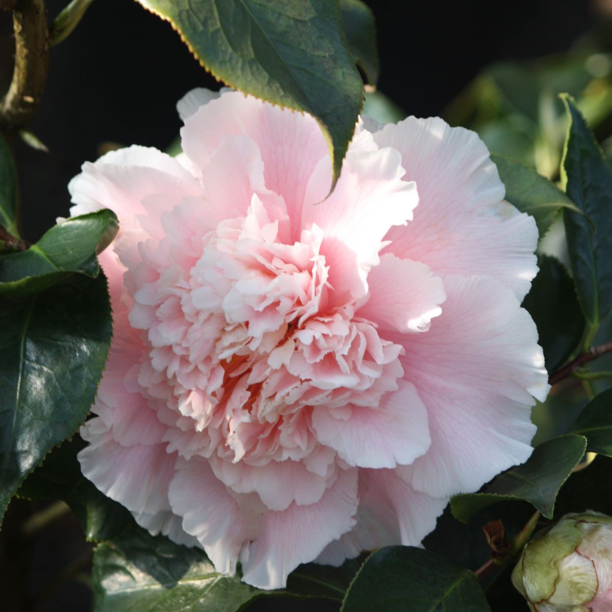 Camellia jap. 'Elegans Splendor' (pink), ESPALIER
