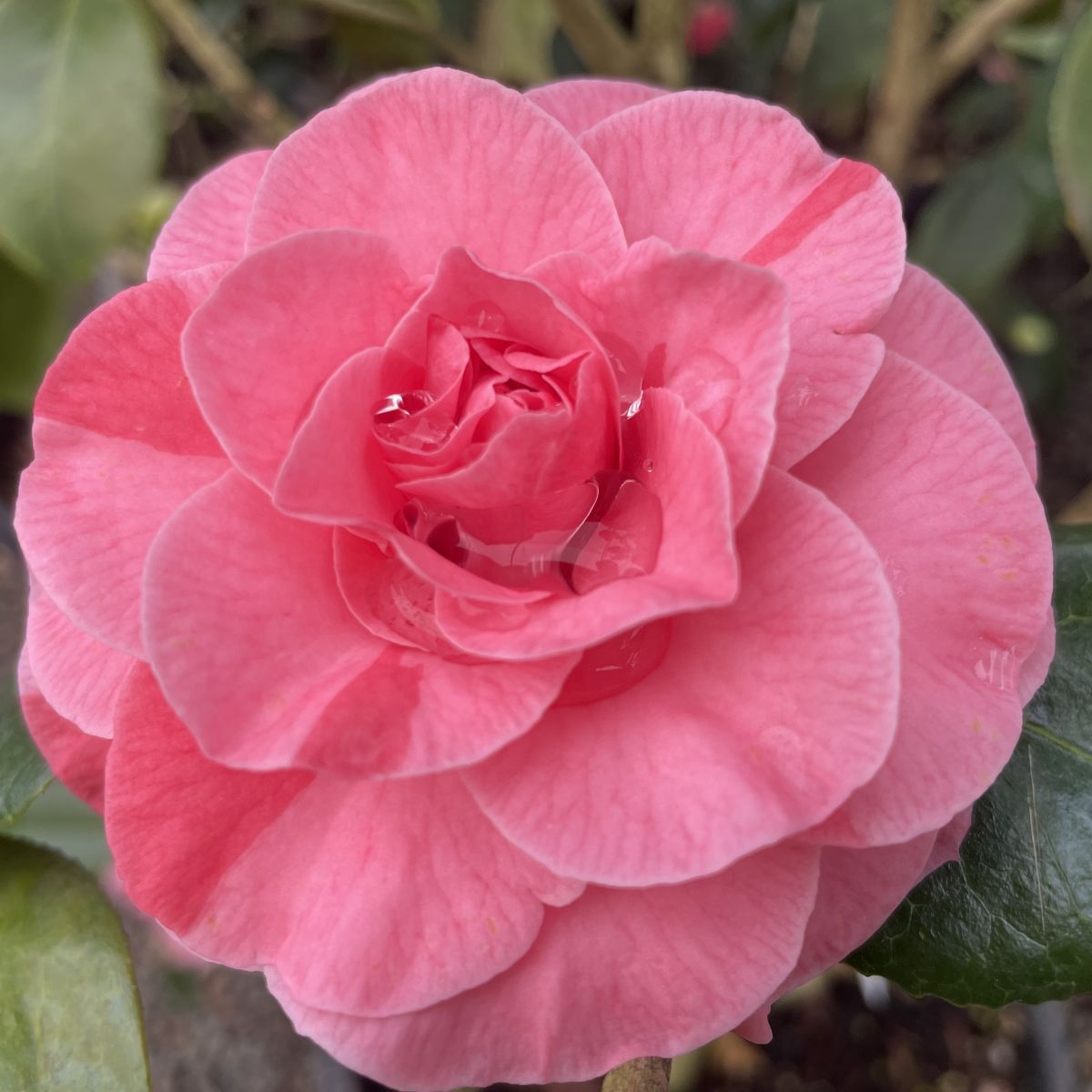 Camellia jap. 'In the Pink' (rose)