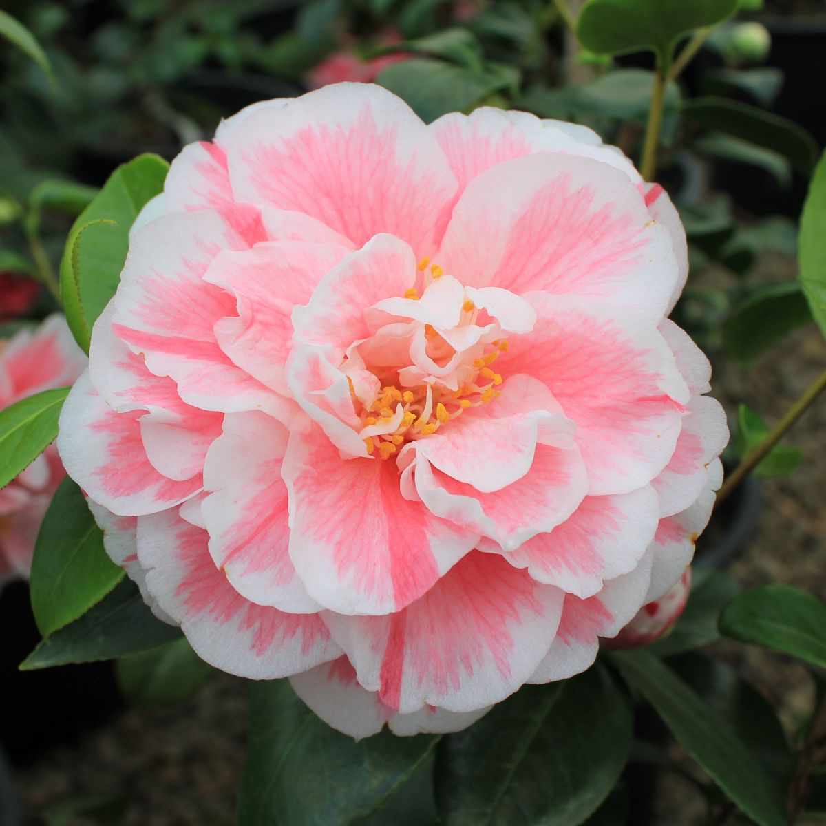 Camellia jap. 'Jordan's Pride' (pink)
