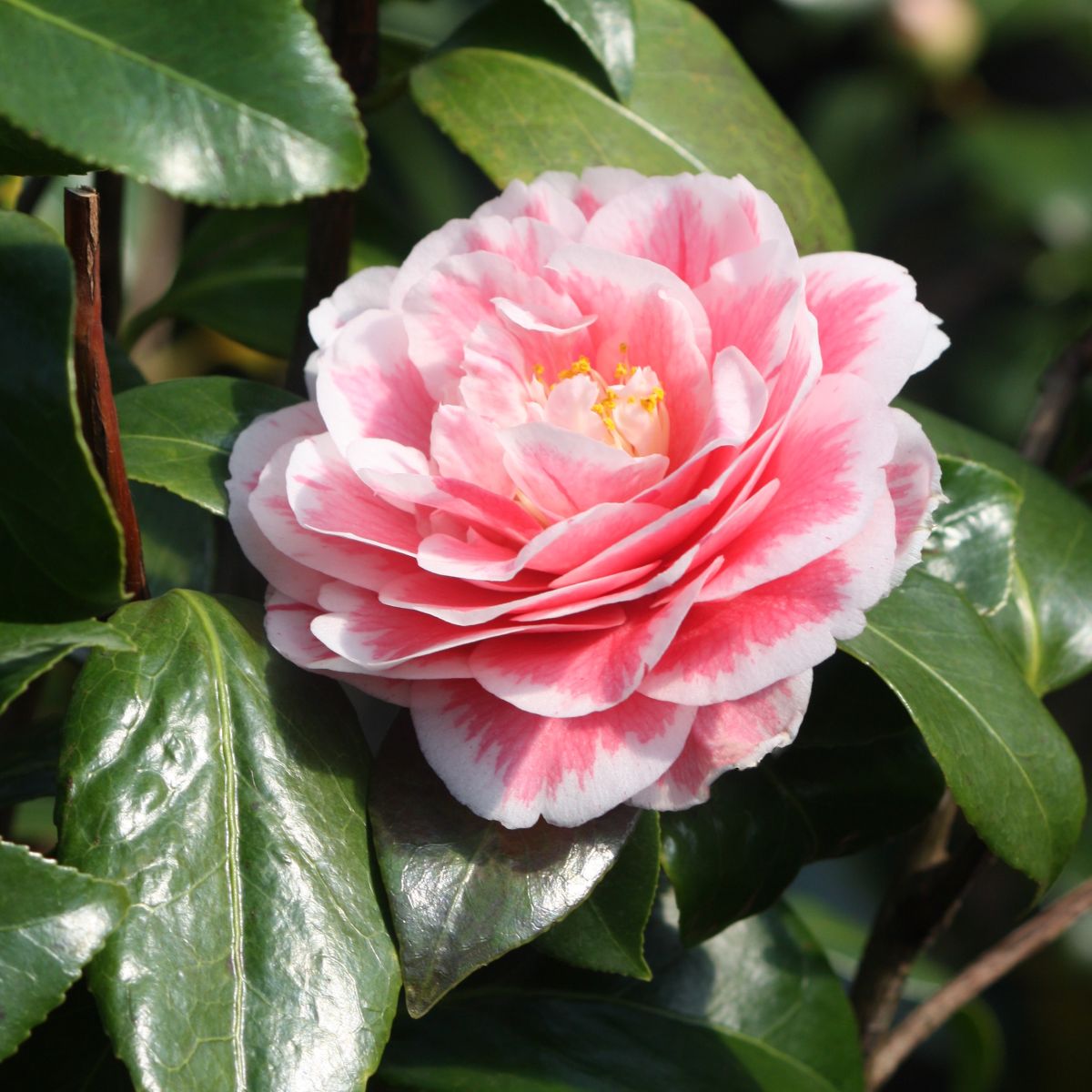 Camellia jap. 'Jordan's Pride' (pink)