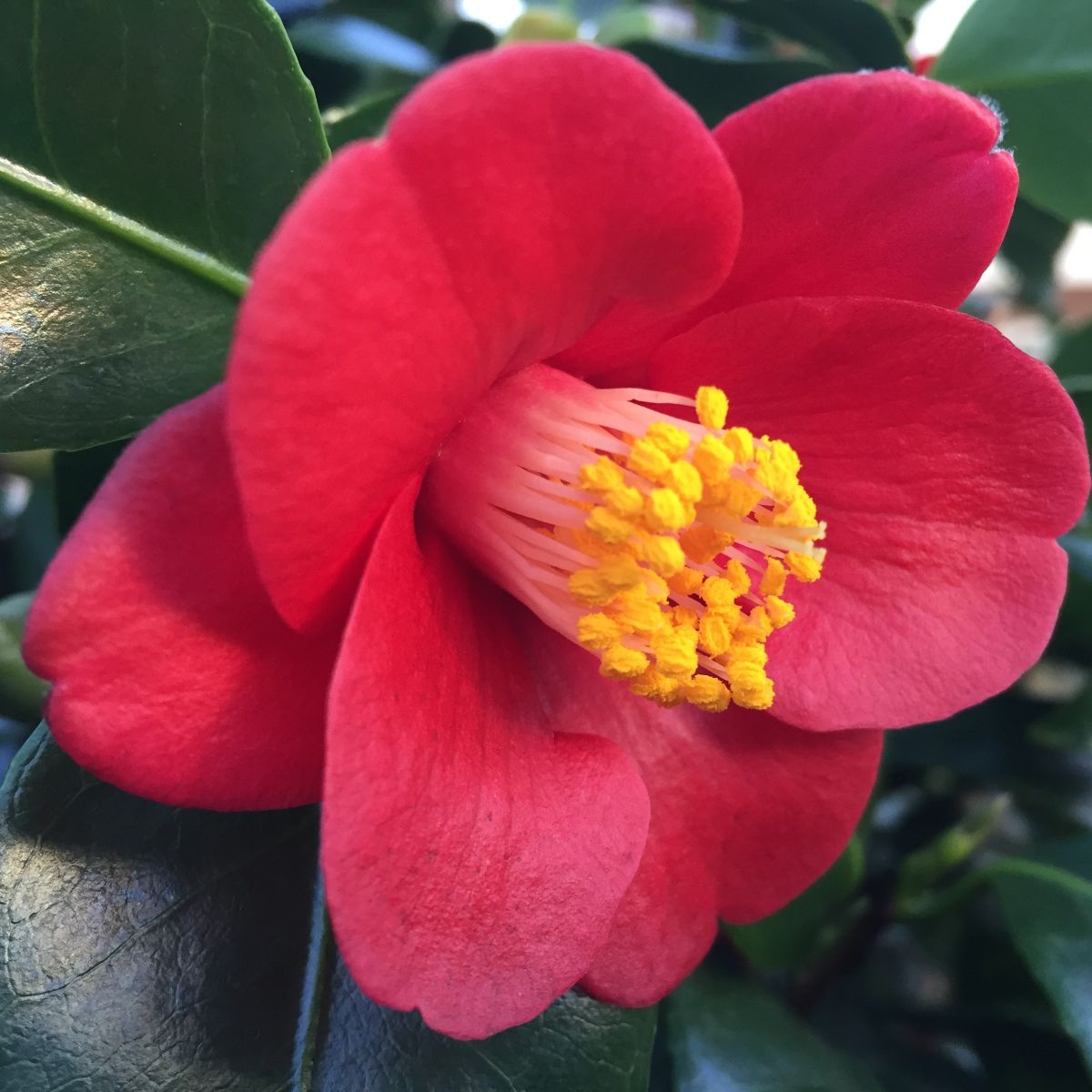 Camellia jap. 'Korean Fire' (red)