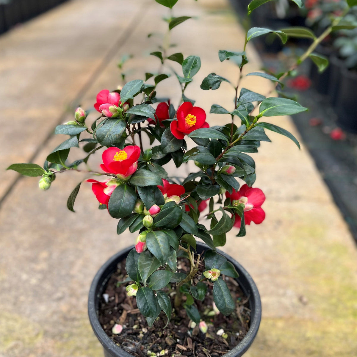 Camellia jap. 'Korean Fire' (red)
