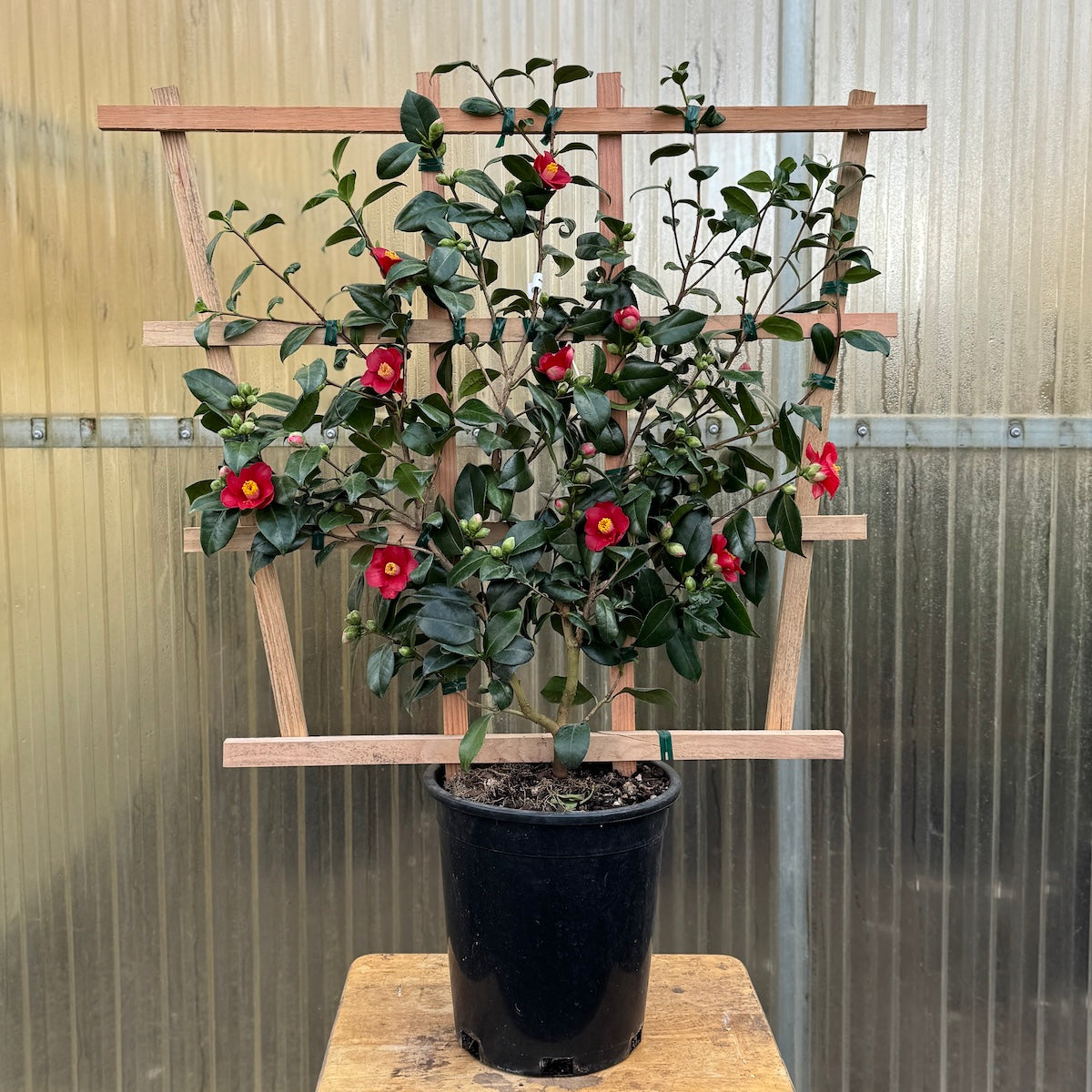 Camellia jap. 'Korean Fire' (red), ESPALIER