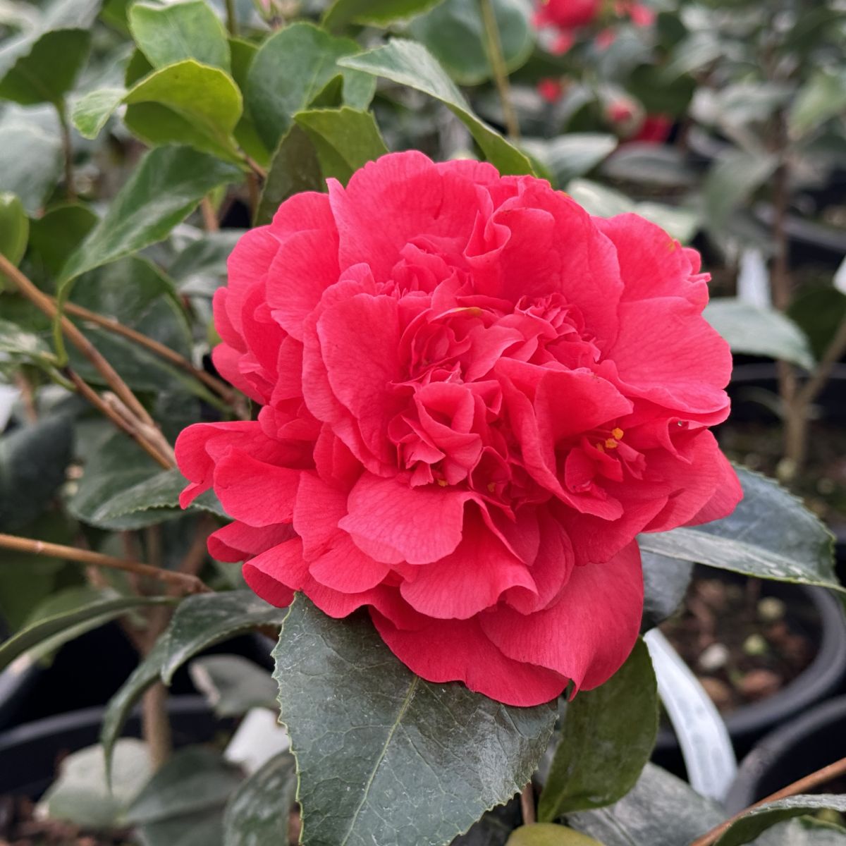 Camellia jap. 'Kramer's Supreme' (red), ESPALIER