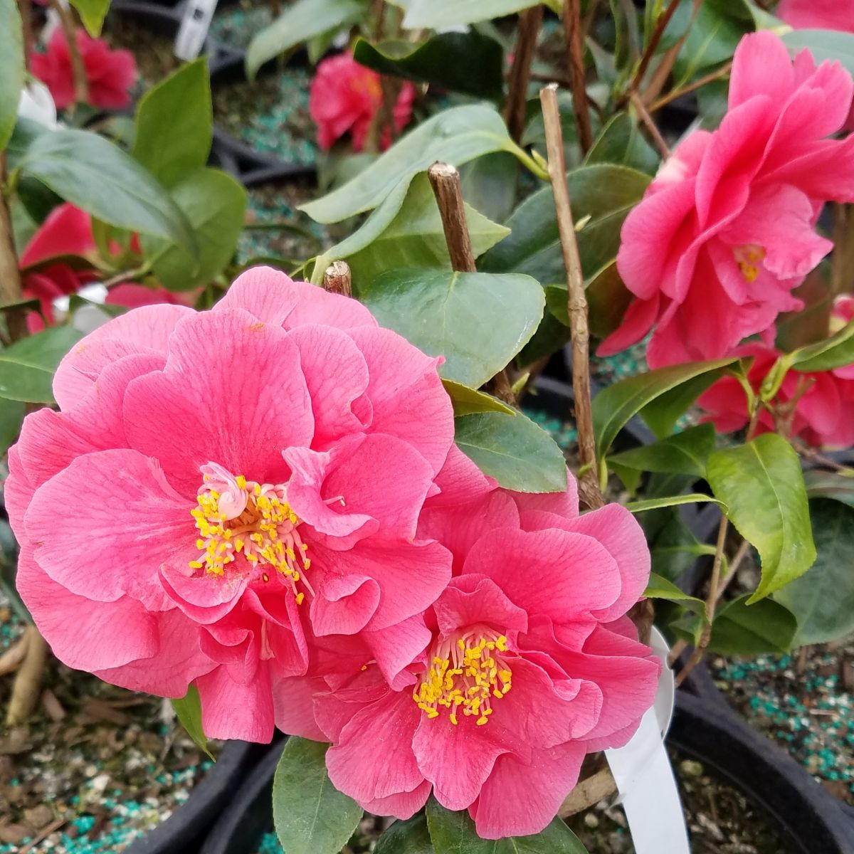 Camellia jap. 'Kumasaka' (rose), ESPALIER